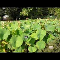 Lotus, Nelumbo Nucifera (fam Nymphaeacees) (Asie, Indonesie) (1)